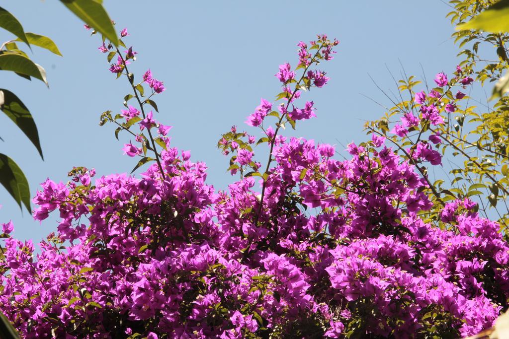 Le Palme Garden Villa San Giorgio  Luaran gambar